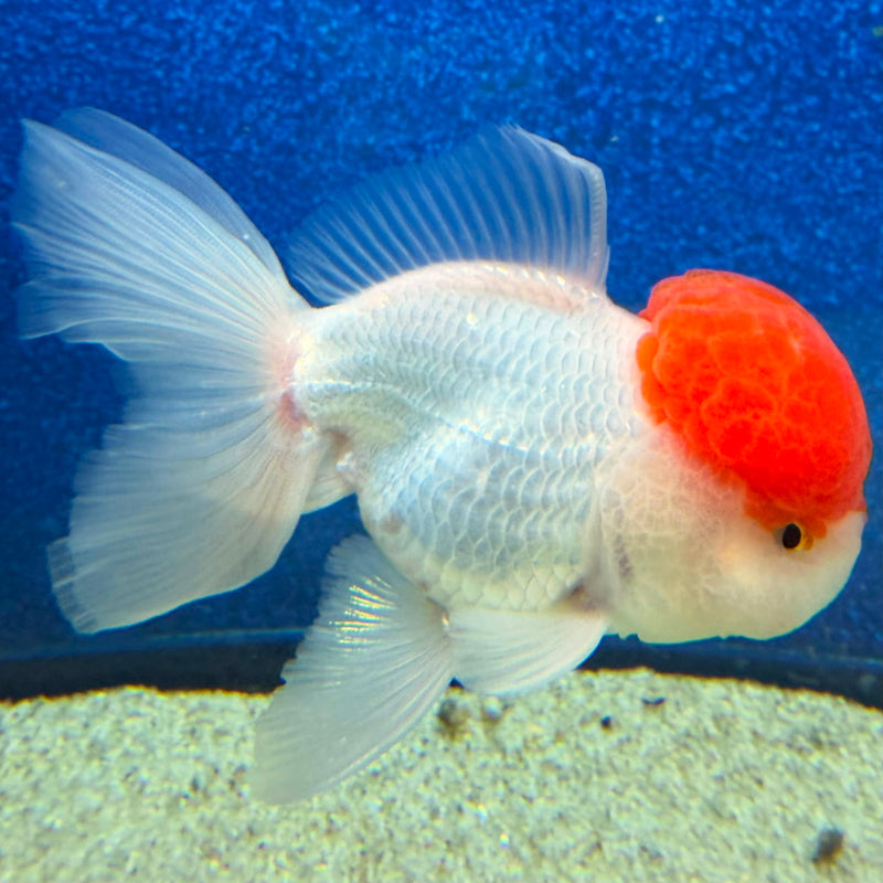 Thai Oranda Red Cap White 3in Female (FEB-470)BLUETUBA