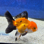 Thai Oranda Apache 2.5” male(FEB-653)R3B21