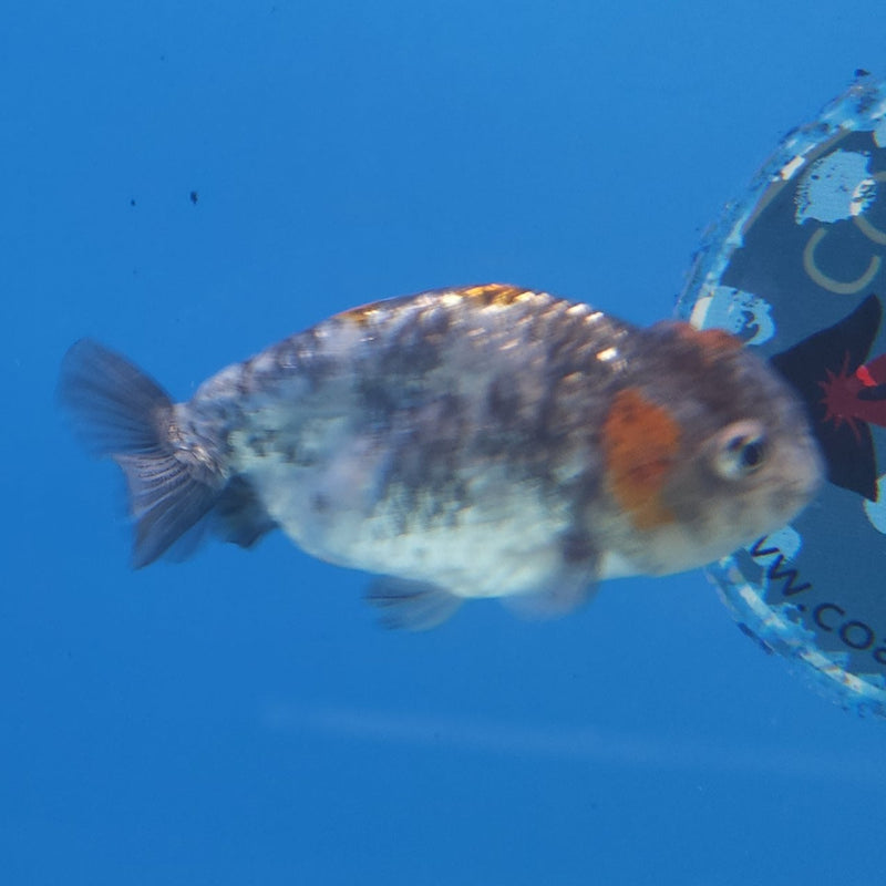 Thai Ranchu Calico 2.5in Female (FEB-341)R3A14