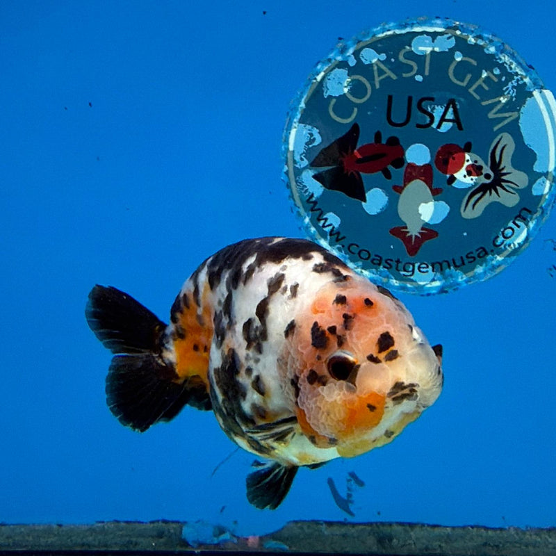 chinese boxer fish Ranchu Tiger Calico 3.5 Male (FEB-281)R2A03 — Coast Gem USA The selected pattern design Model:SF2000-B Aquarium Accessories South Africa game changer