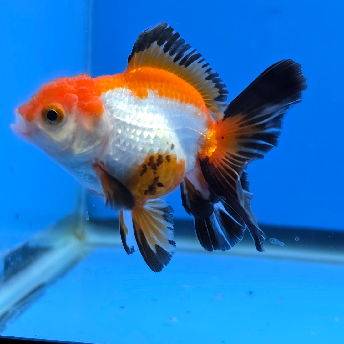 Thai Oranda Tri-Color 2.50" Body Female (FEB-739)R2B01