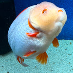 Thai Ranchu Red & White 4in Female (FEB-465)BLUETUBA