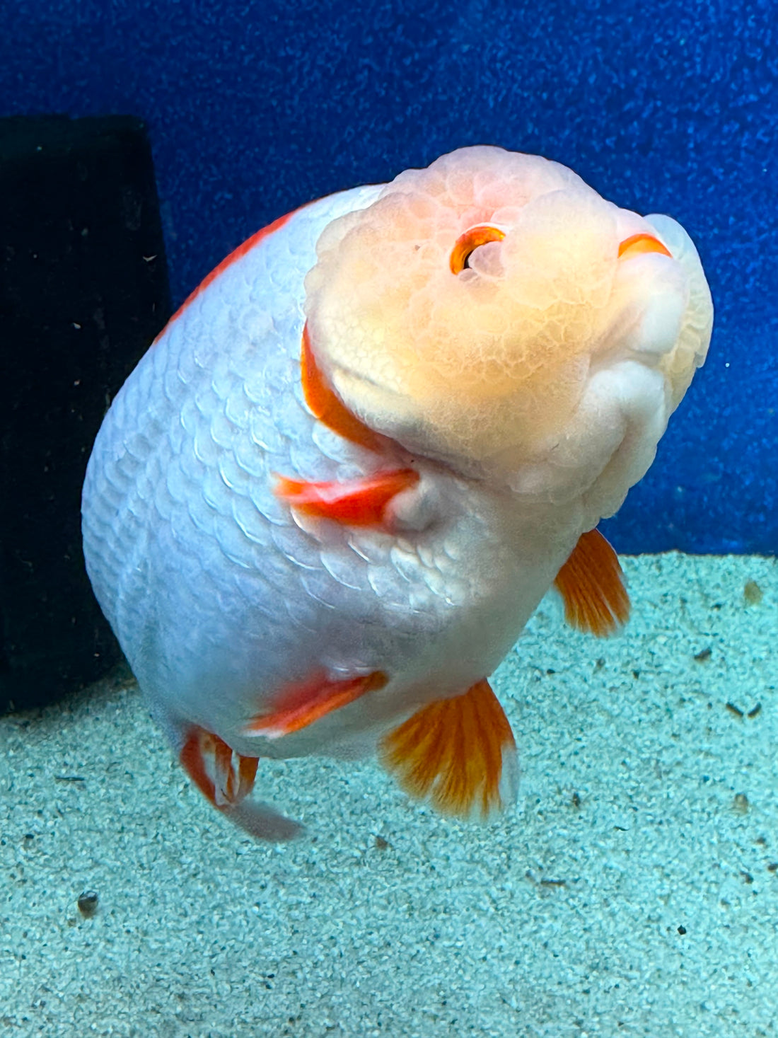 Thai Ranchu Red & White 4in Female (FEB-465)BLUETUBA
