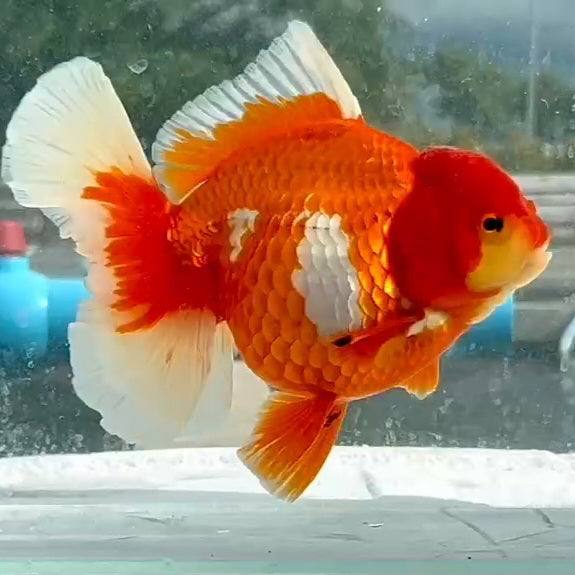 Thai Jumbo Red/White Oranda Orchid Tail 4.50 inch Body (QGF-JO1160)