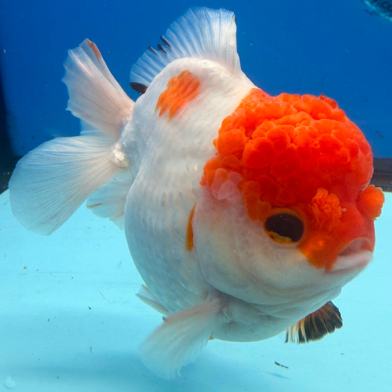 Thai Red Cap Godzilla AAA Giant Style Oranda 5” Body Female(FEB-390) SHOWTANKB