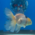 Thai Oranda Lemonhead Panda 2.5” Female(FEB-682)R3B01