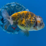 Thai Ranchu Granite 2.5in Female (FEB-701)R3B13