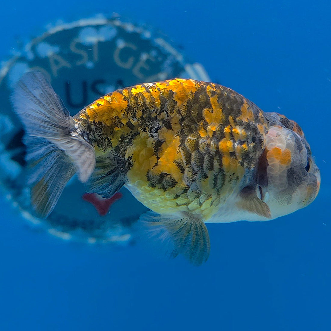 Thai Ranchu Granite 2.5in Female (FEB-701)R3B13