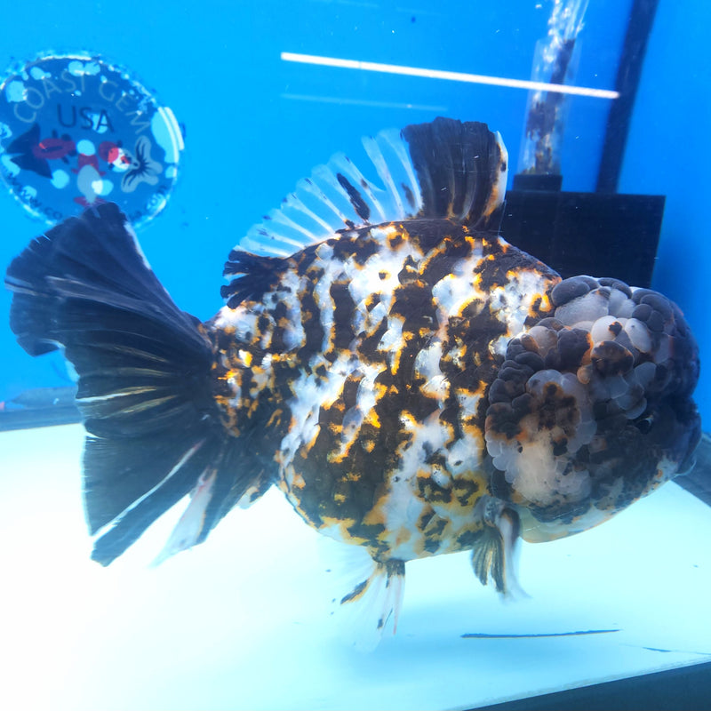 Thai Jumbo White Tiger Orchid Tail Oranda by NK THAILAND 5.00 inch Body (NKT-FEB-375)
