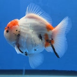 Thai Oranda Red Cap Tri color Sakuda Godzilla 4 inch Body male (G-FEB-114)BlueTubB