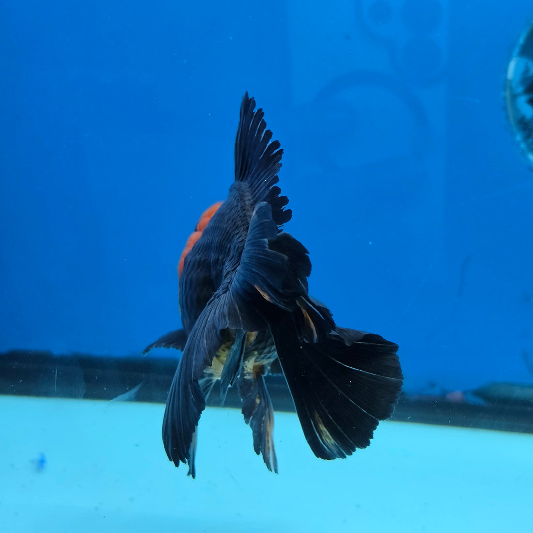 Thai Oranda Apache 4" Body male 9mths(FEB-568)R3A01