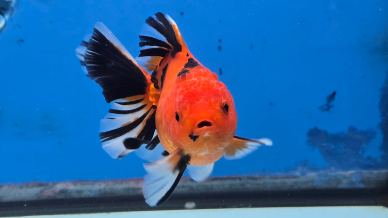 Thai Red Tiger Calico Orchid Tail 3.00 inch Body Female Medium Breed (NNN-3030)R3A15