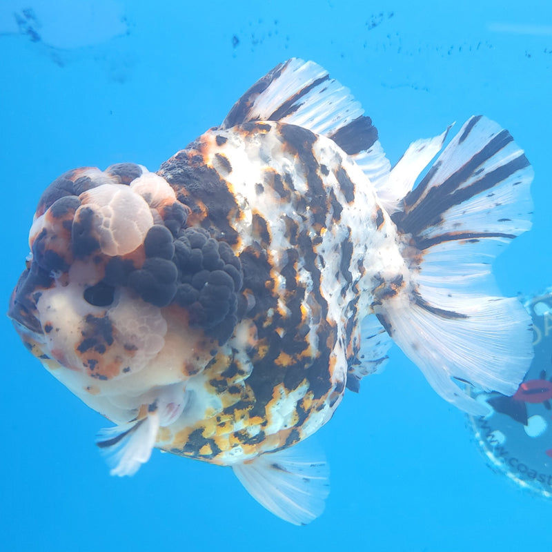 Thai Jumbo White Tiger Orchid Tail Oranda by NK THAILAND 5.00 inch Body (NKT-FEB-376)