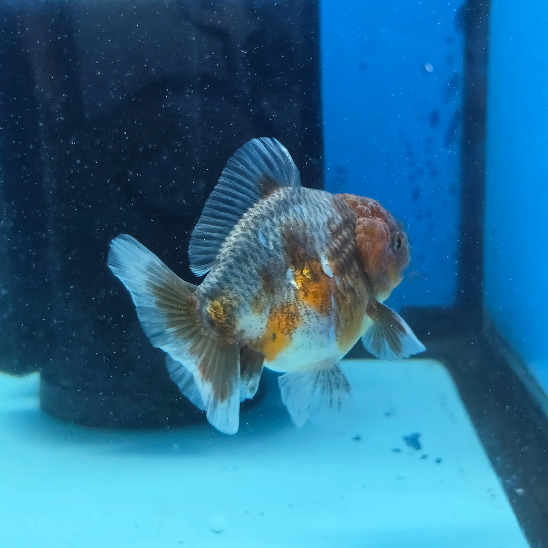 Thai Oranda Calico Shogun Farm 2.5" Body male 6mths(FEB-582)R3B02