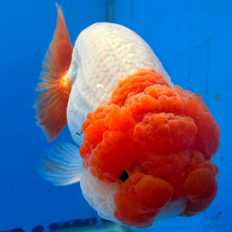 Thai Red & White Ranchu 3.5” Body Female(FEB-411) BLUETUBD