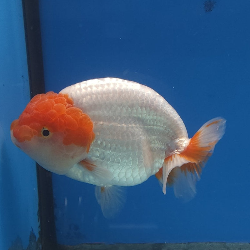 Thai Ranchu Red & White 4in Female (FEB-336)SHOWTANK2