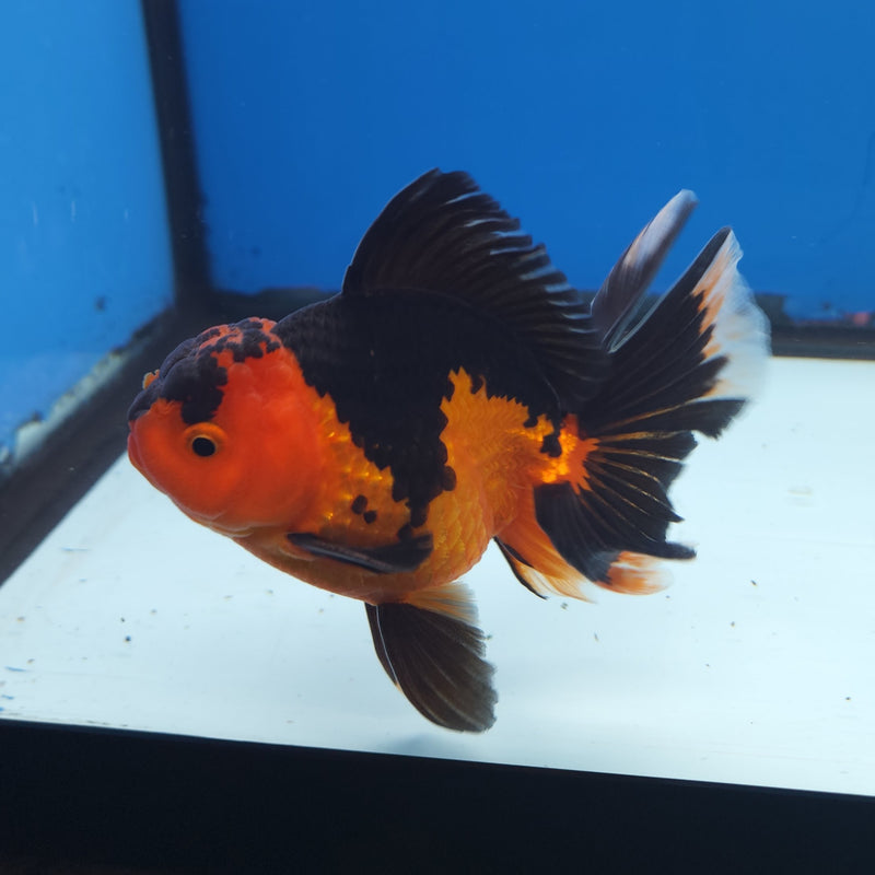 Thai Oranda Apache 3” Male (FEB-260)R3A04