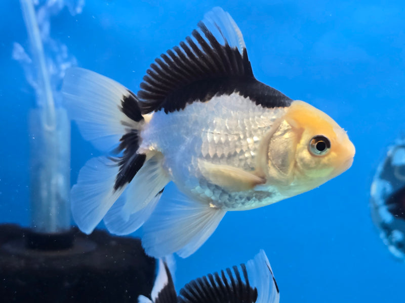 Thai Lemon Head Panda Oranda 2.50 inch Body Male (NNN-2078)R4C03