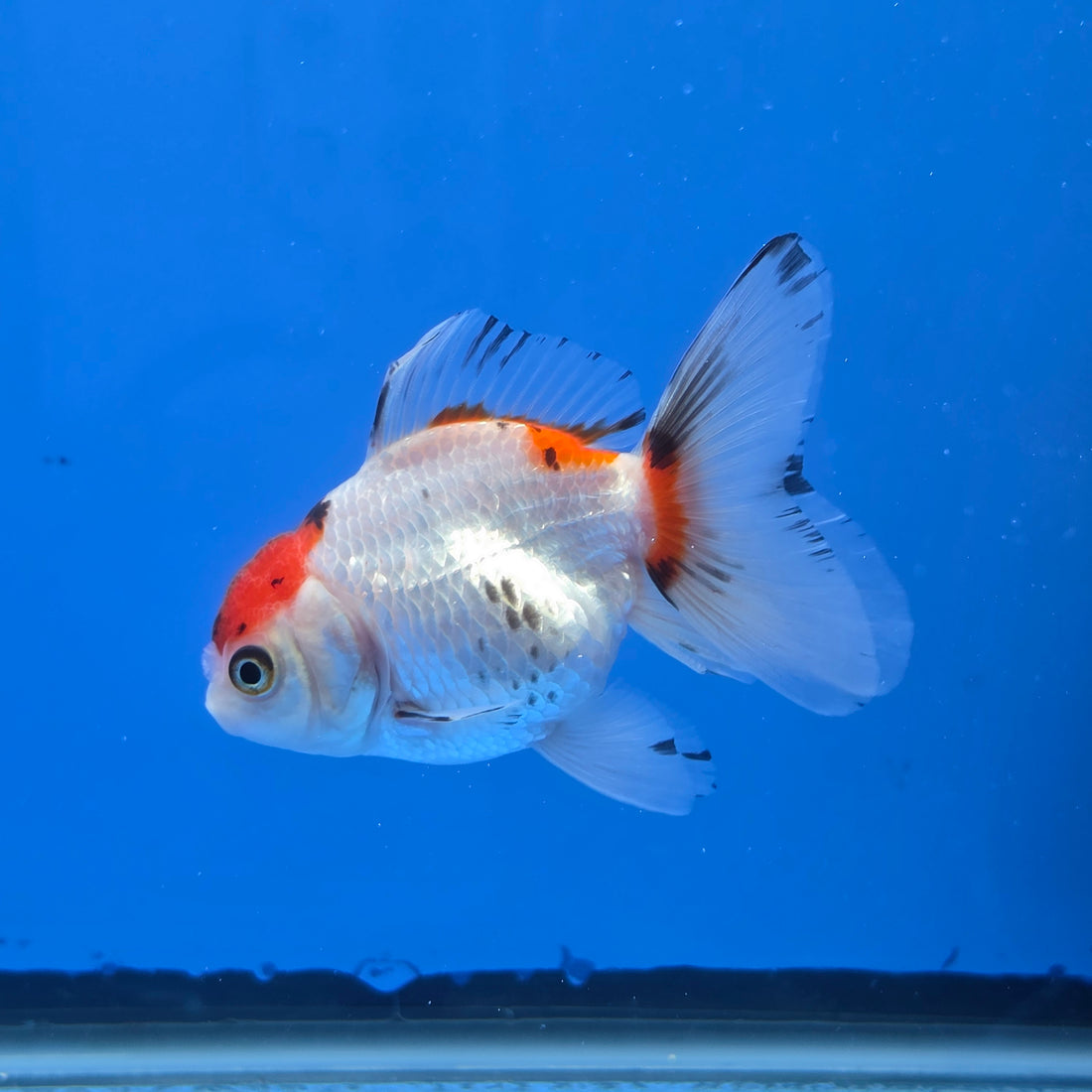Thai Oranda Red Cap Tri Color 2.50" Body Female (FEB-745)R2B01