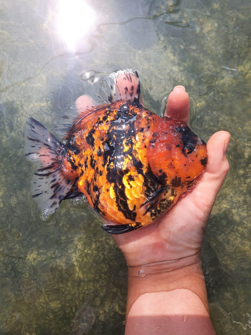Thai Jumbo Red Tiger Calico Yuanbao Oranda 4.50 inch Body (CRP-JO1052)
