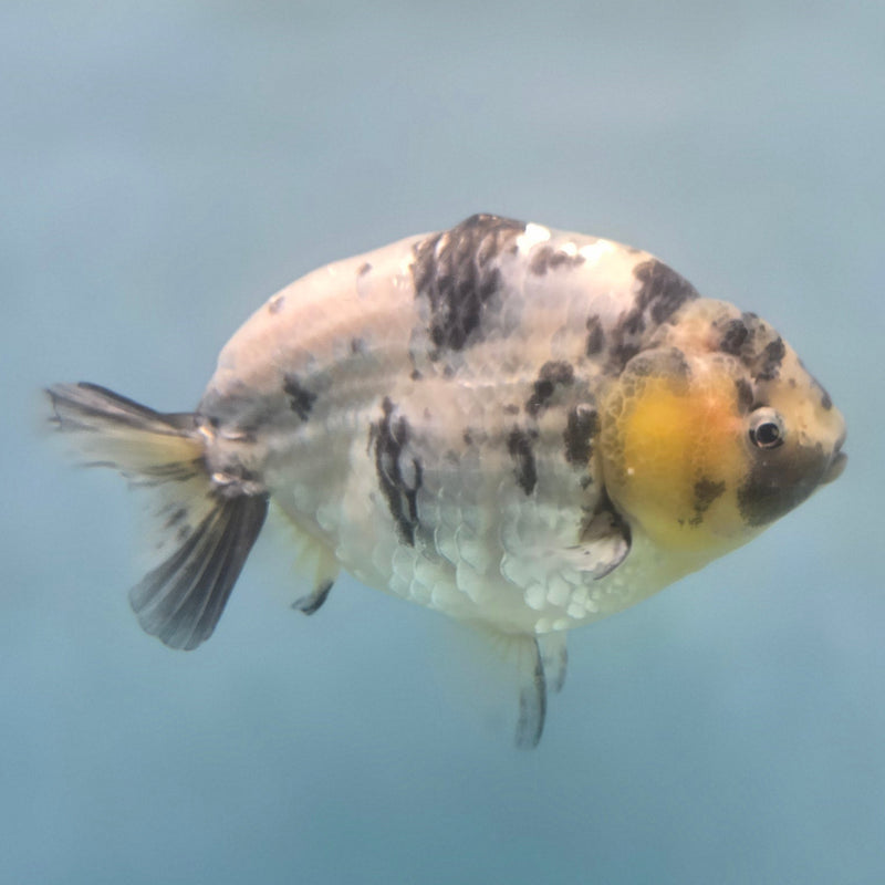 Thai White Tiger Ranchu 3.5" Male (CK-091)SHOWTANK