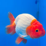 Thai Red & White Ranchu 3.5” Body Female(FEB-409) BLUETUBD