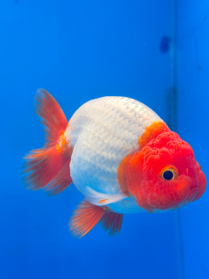 Thai Red & White Ranchu 3.5” Body Female(FEB-409) BLUETUBD