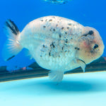 Thai White Granite Ranchu 4” Body Female(FEB-391) SHOWTANKB
