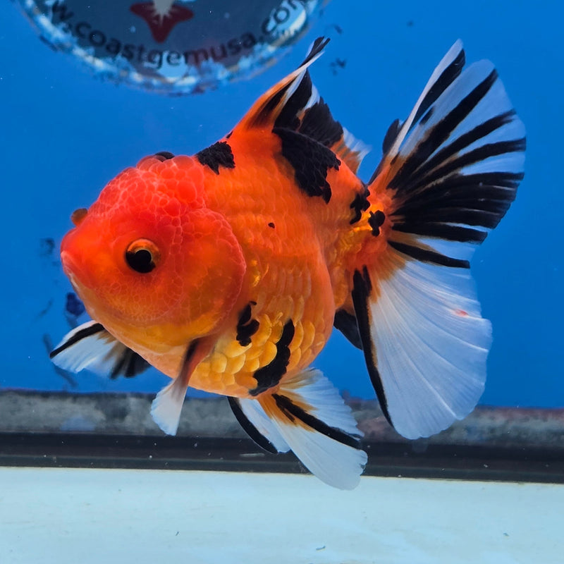 Thai Red Tiger Calico Orchid Tail 3.00 inch Body Female Medium Breed (NNN-3030)R3A15