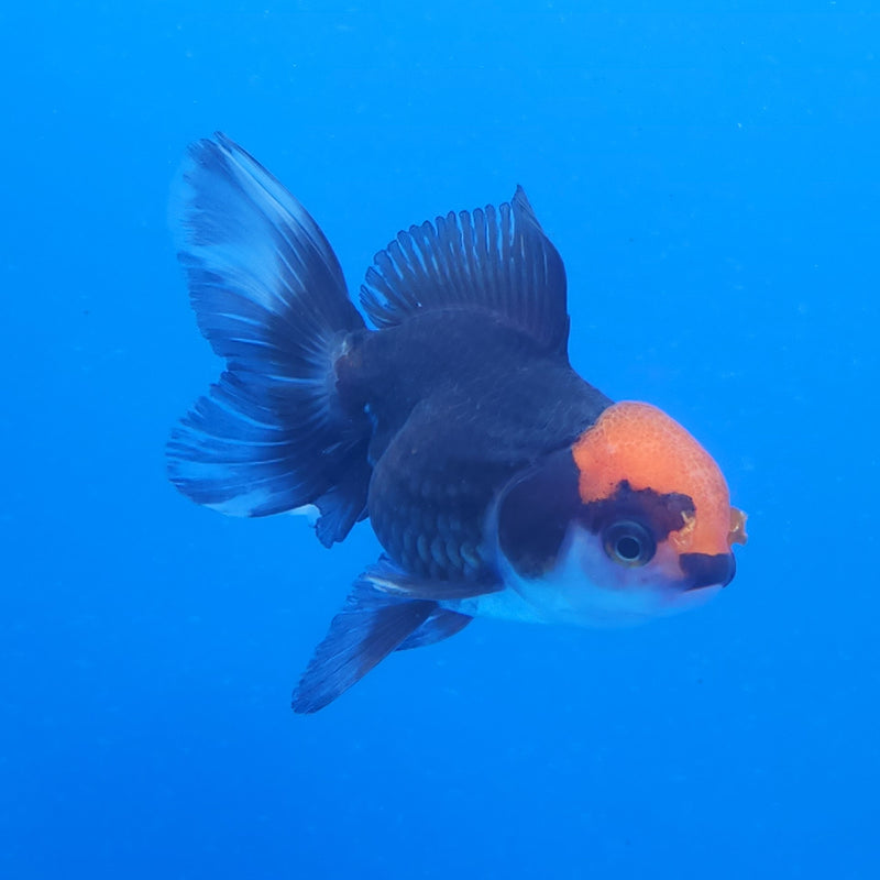 Thai Oranda Tri-Color 2.5 F (FEB-193)R3A06