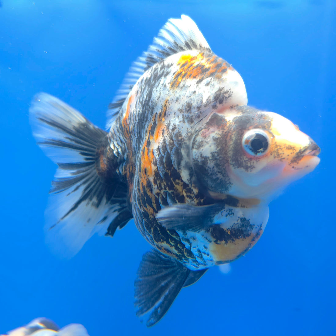 Competition Grade Calico Ryukin 3.25" Body Female(FEB-732)BLUETUBA