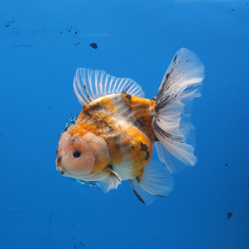 Thai Jumbo Red Tiger Orchid Tail Oranda by NK THAILAND 5.00 inch Body (NKT-FEB-367)