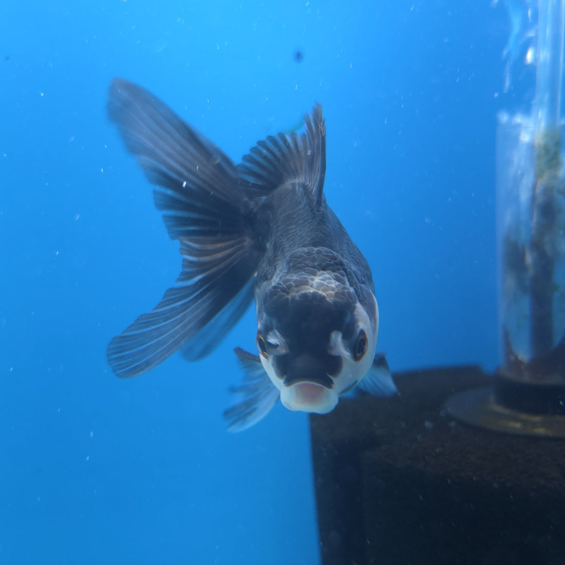 Thai Oranda Panda 2.5” Female(FEB-649)R3B05