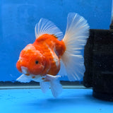Thai Oranda Red and White Sakura Godzilla 4.5” Orchid Tail Body Female (G-FEB-104)BlueTubB