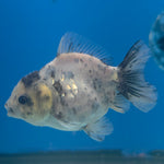Thai Oranda Panda Silver 2.5” Female(FEB-700)R3B13