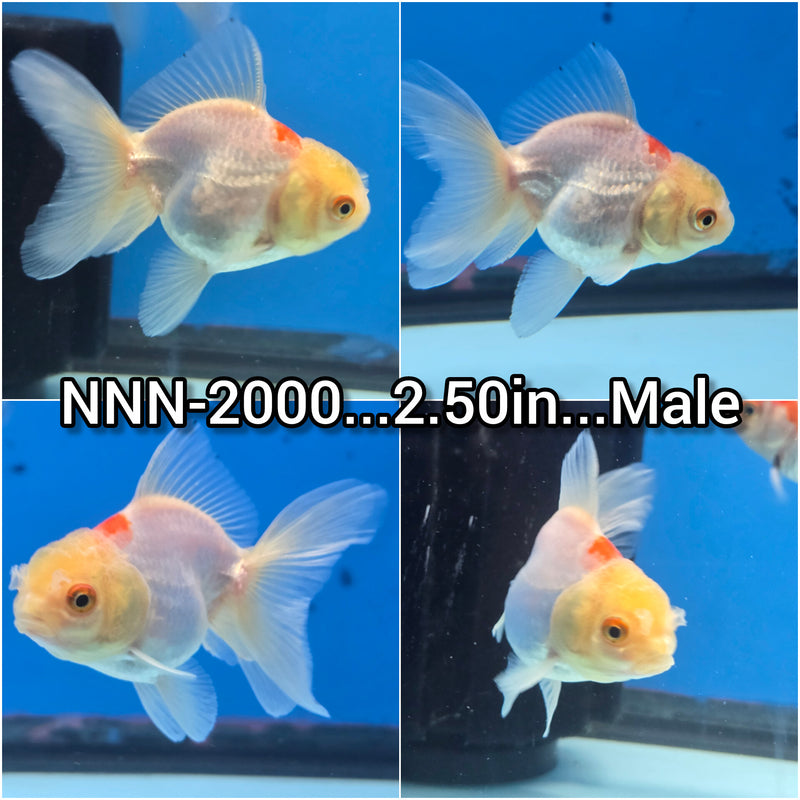Thai Lemon Head Medium Breed Oranda 2.50 inch Body Male (NNN-2000)R4B03