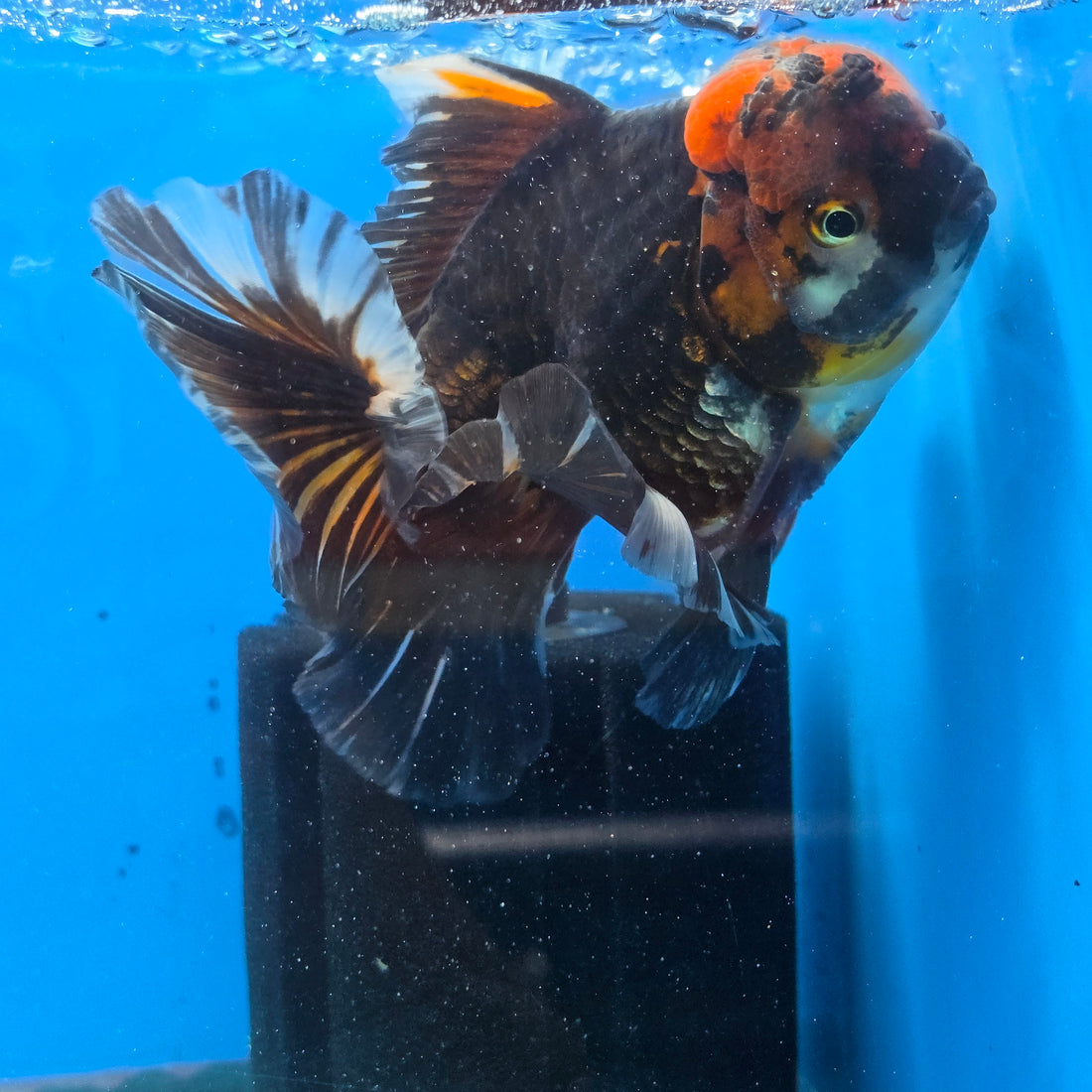 Thai Oranda Red Cap Black 5" Body male 12mths(FEB-573)R3A01