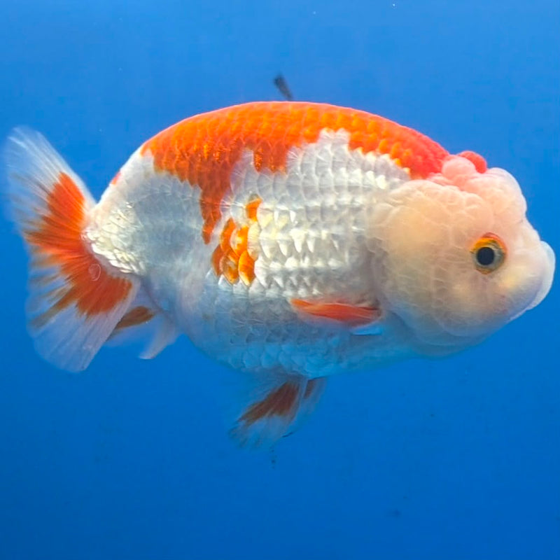 Thai Red & White Ranchu 4” Body Female(FEB-404) BLUETUBD