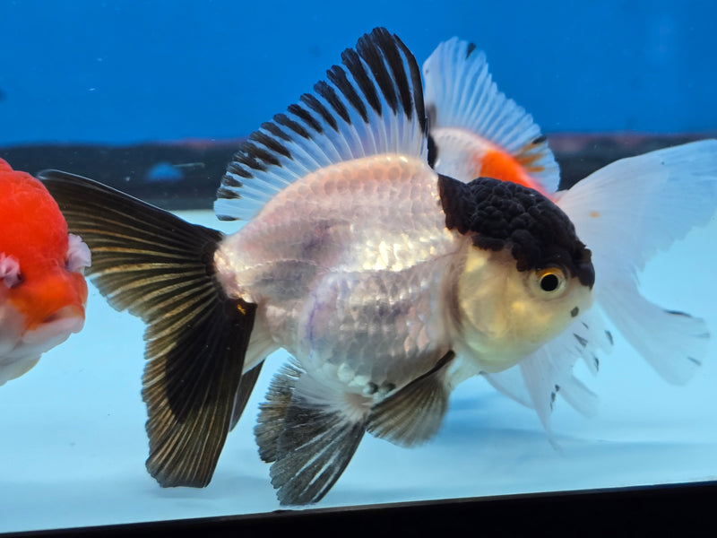 Thai Panda Oranda 2.50 inch Body Male (NNN-2071)R4B02