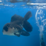 Thai Oranda Panda 3.5” Male(FEB-713)R1A07