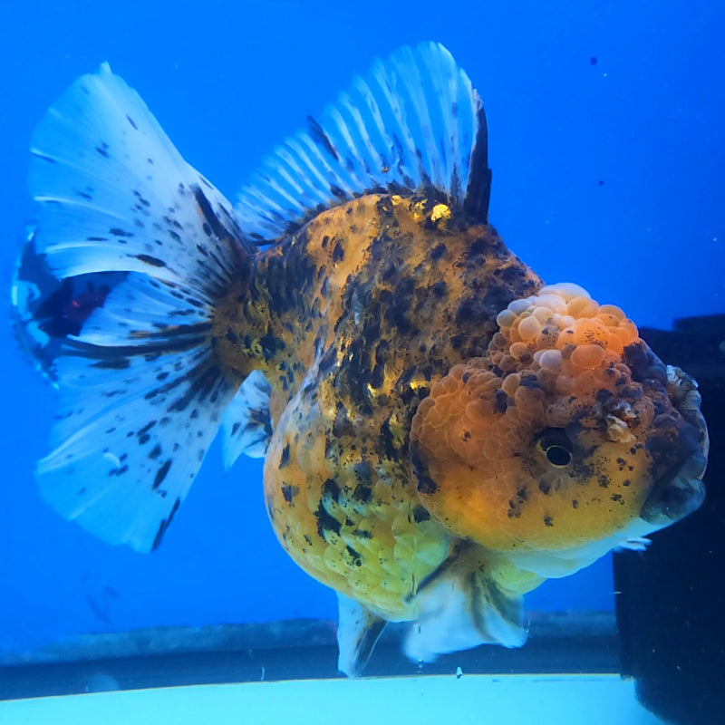 Thai Jumbo Red Calico Orchid Tail Oranda by NK THAILAND 5.00 inch Body (NKT-FEB-374)