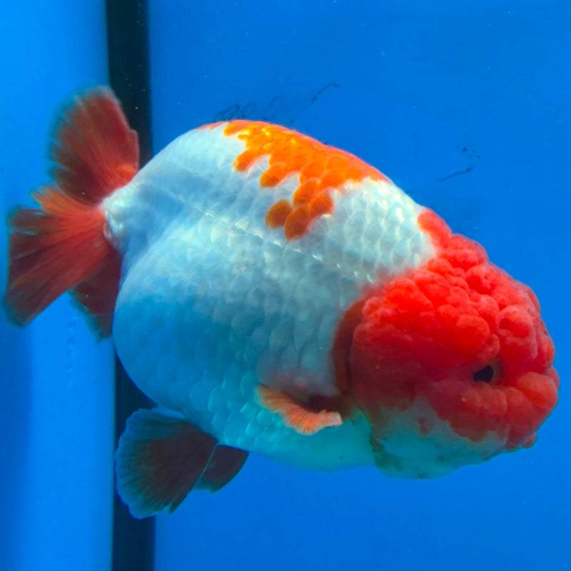 Thai Ranchu Red & White 4in Female (FEB-440)BLUETUBA