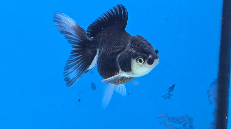 Thai Panda Oranda 2.50 inch Body Female (NNN-2080)R4C03