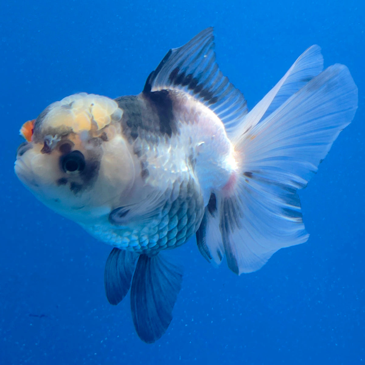 Thai Oranda Lemonhead Panda 3.00" Body Female (FEB-799)R1B03