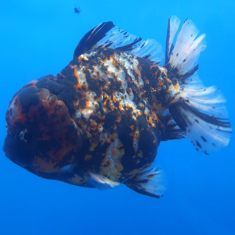 Thai Jumbo Black Tiger Orchid Tail Oranda by NK THAILAND 5.00 inch Body (NKT-FEB-377)