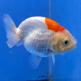 Thai Ranchu Red and White 2.50" Body Female (FEB-775)R3B23
