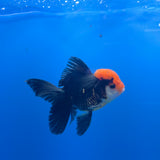 Thai Oranda Apache 3.00" Body Male (FEB-758)R2B07