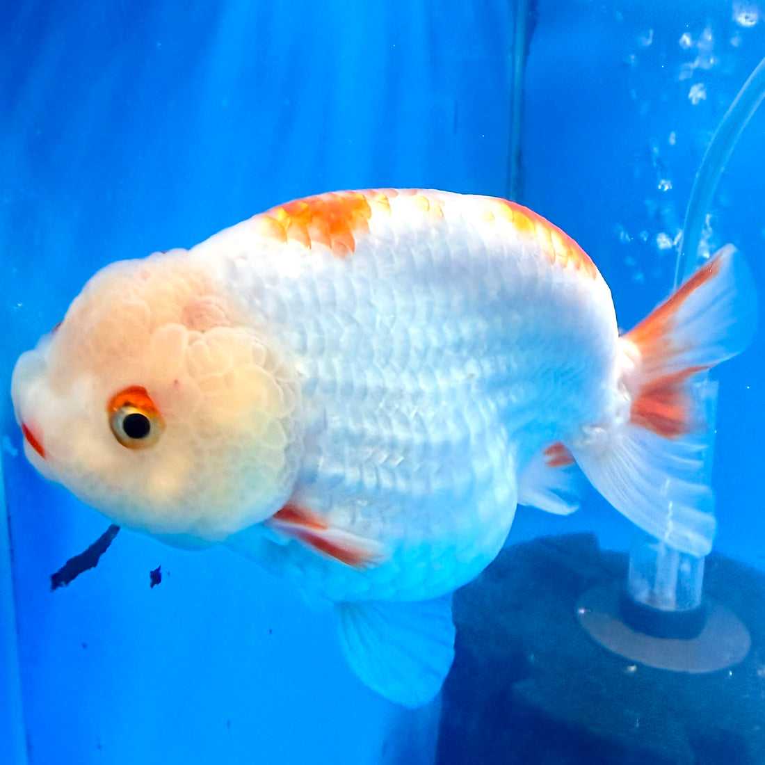 Thai Red & White Lemonhead Ranchu 4” Body Female(FEB-412) BLUETUBD