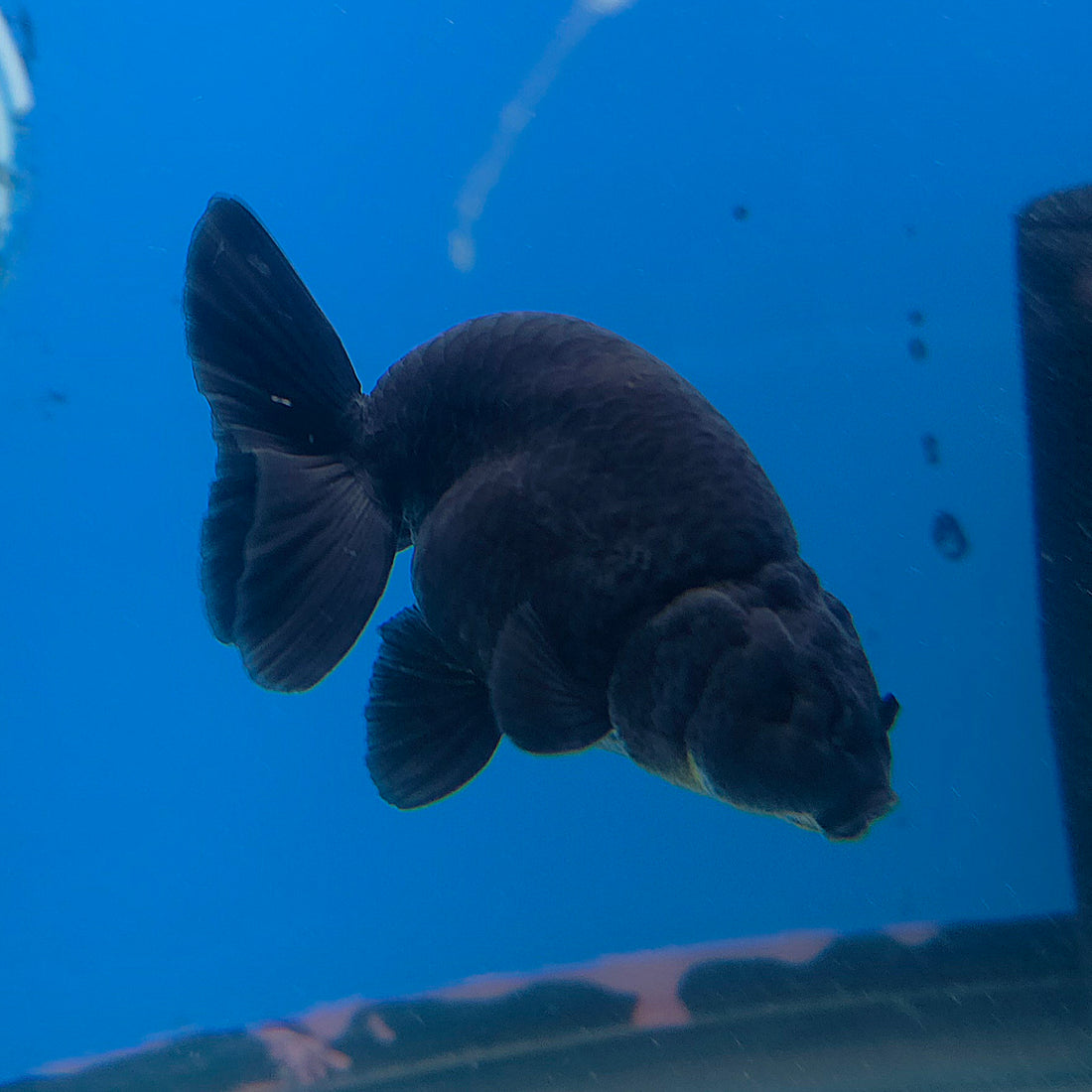 Thai Ranchu Super Black 2.5” Female(FEB-684)R3B01