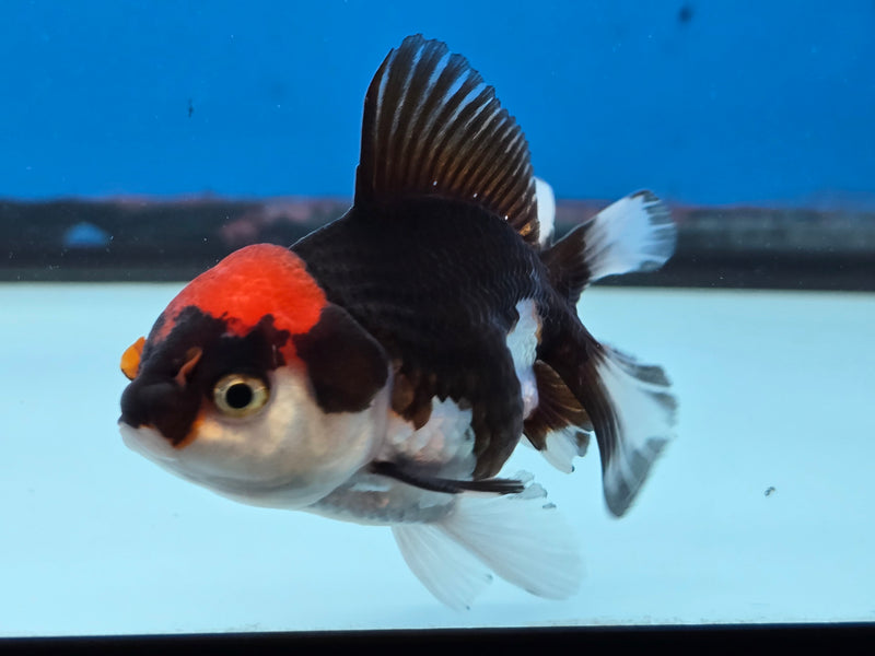 Thai Tri Color Oranda 2.50 inch Body Female (NNN-2076)R4B06